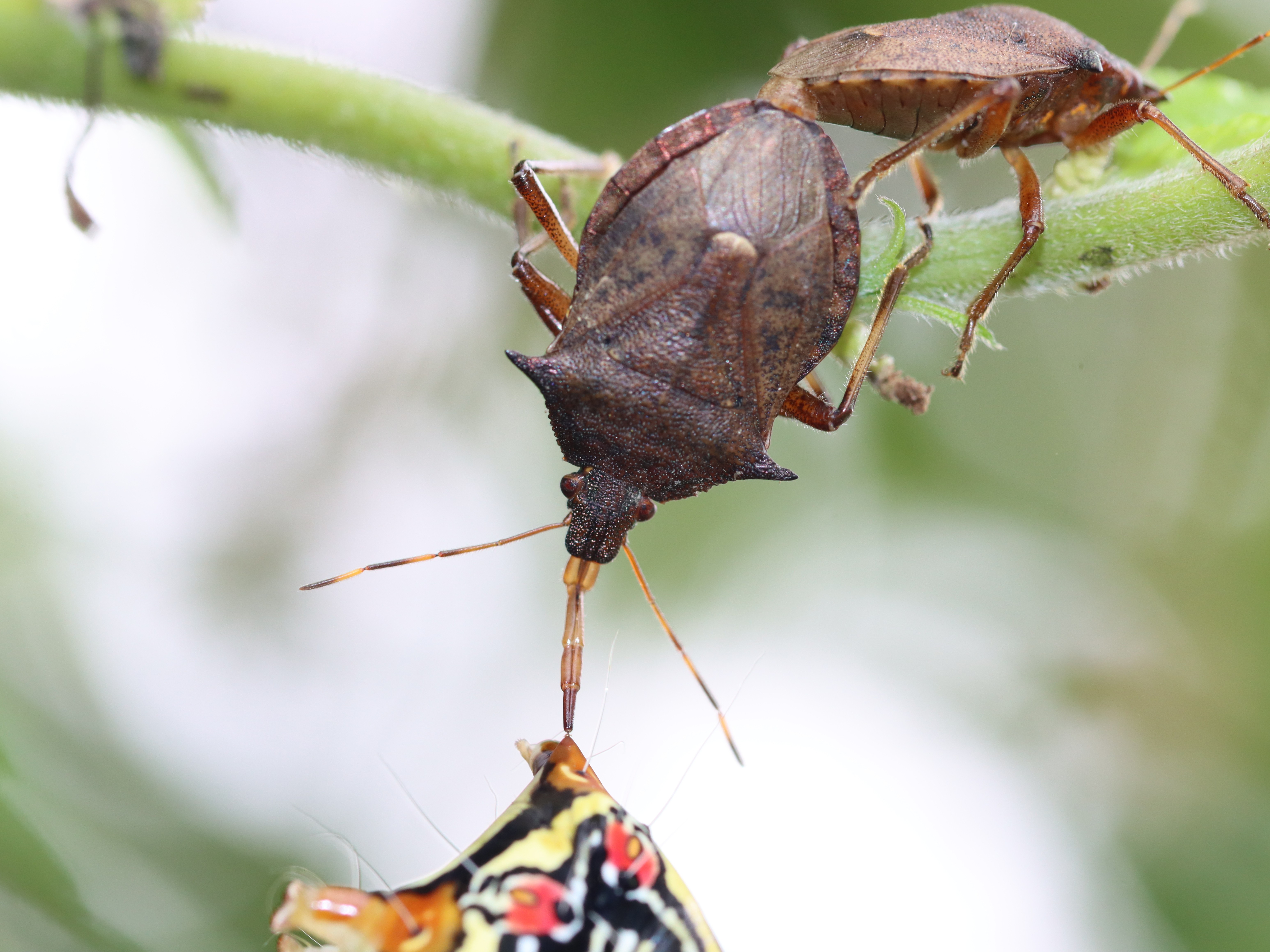 クチブトカメムシ2